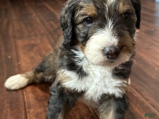 Bernedoodle dogs Cooper - Ad 12