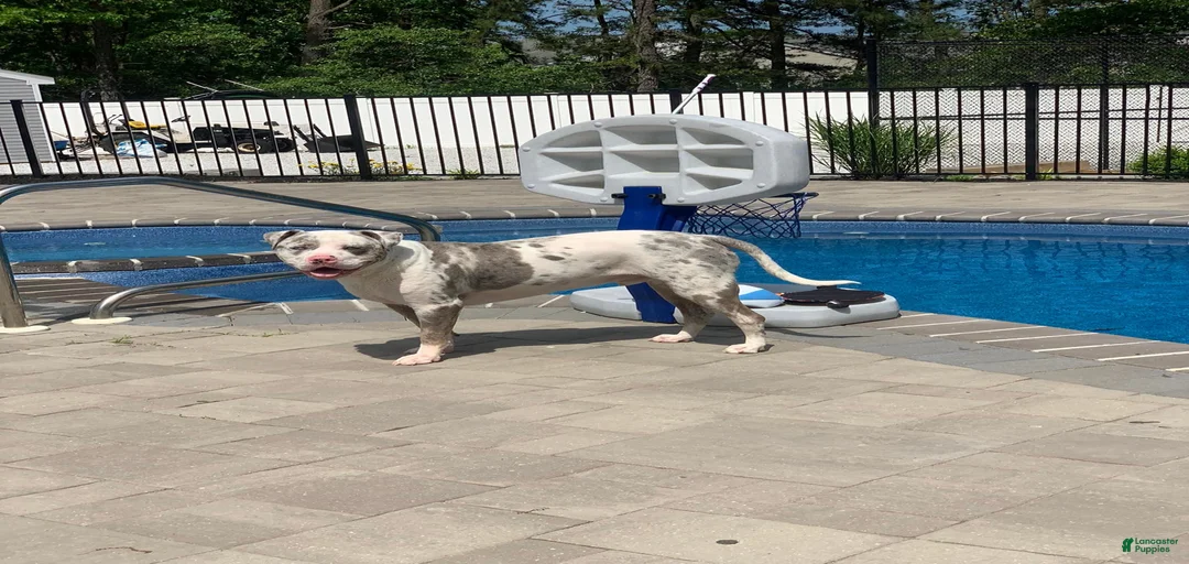 Gallery Image {{count}}