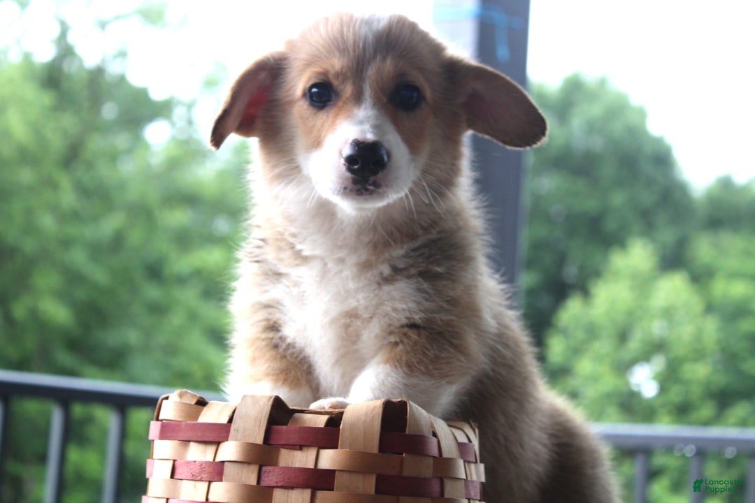 Welsh Corgi Pembroke dogs for sale: Hazel - Ad 1