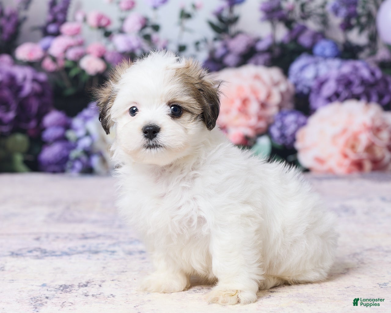 Teddy Bear dogs Mickey - Ad 2