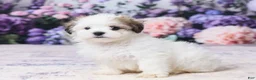 Teddy Bear dogs for sale: Mickey - Ad 2