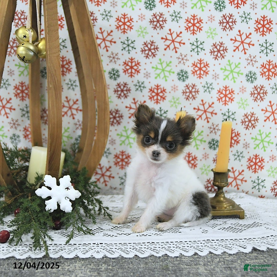 Pomeranian dogs Lilly - Ad 9