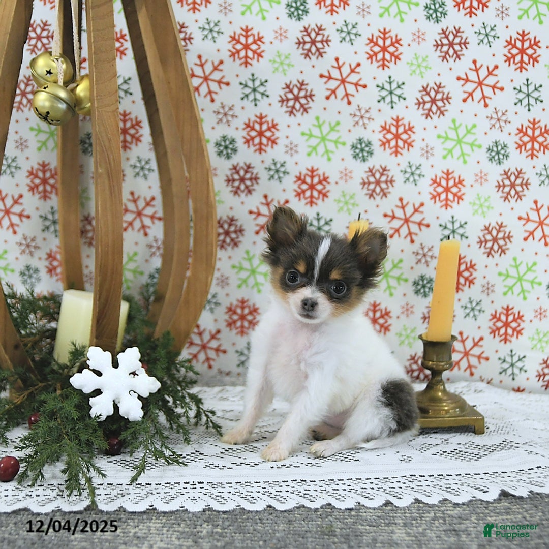 Pomeranian dogs for sale: Lilly - Ad 1