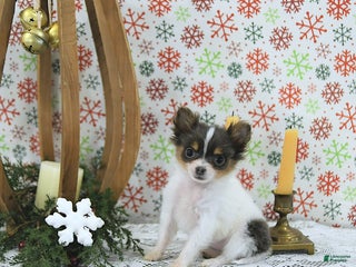 Pomeranian dogs Lilly - Ad 9