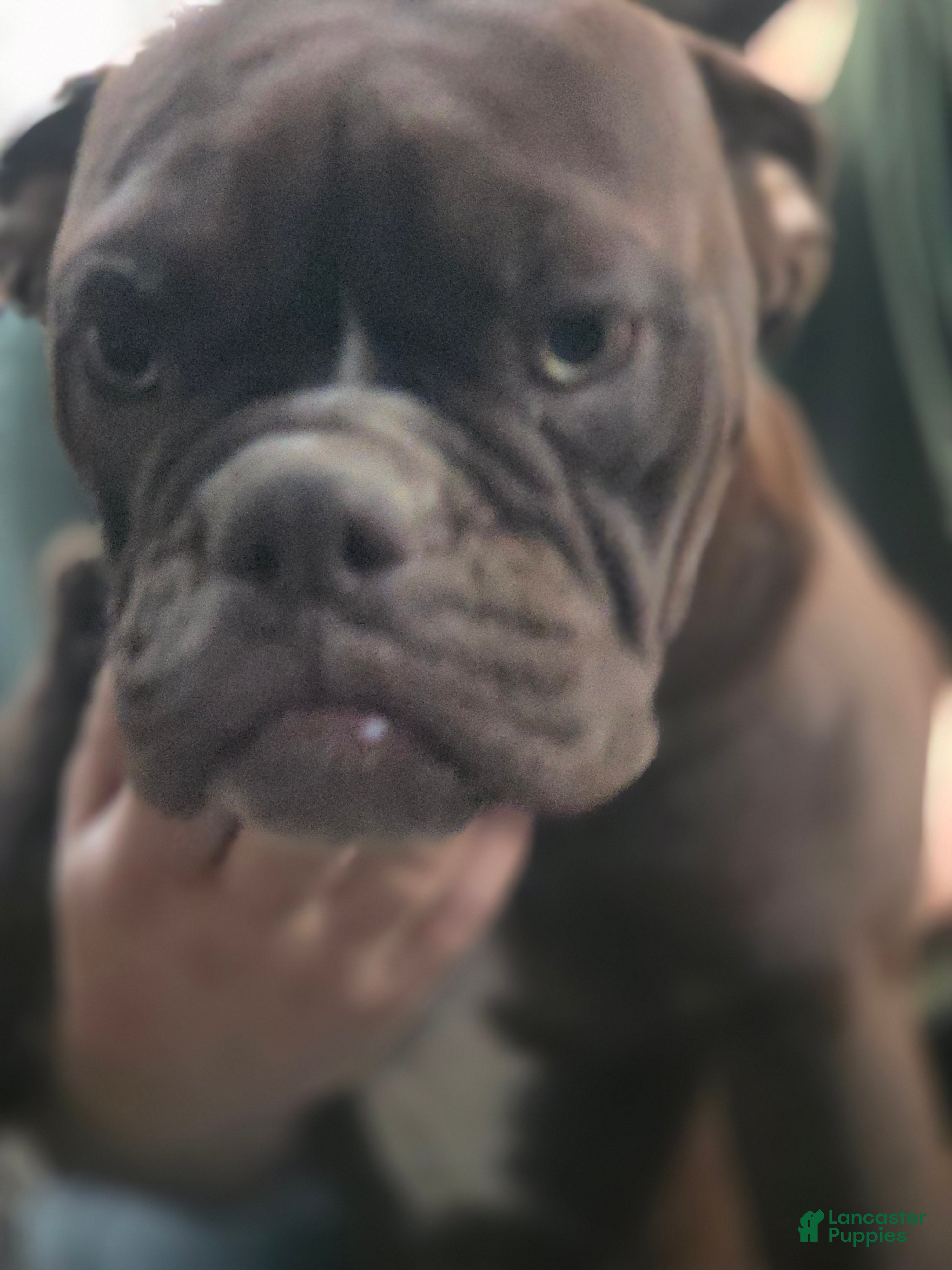 Male Alapaha Blue Blood Bulldog Puppies for sale Lancaster Puppies