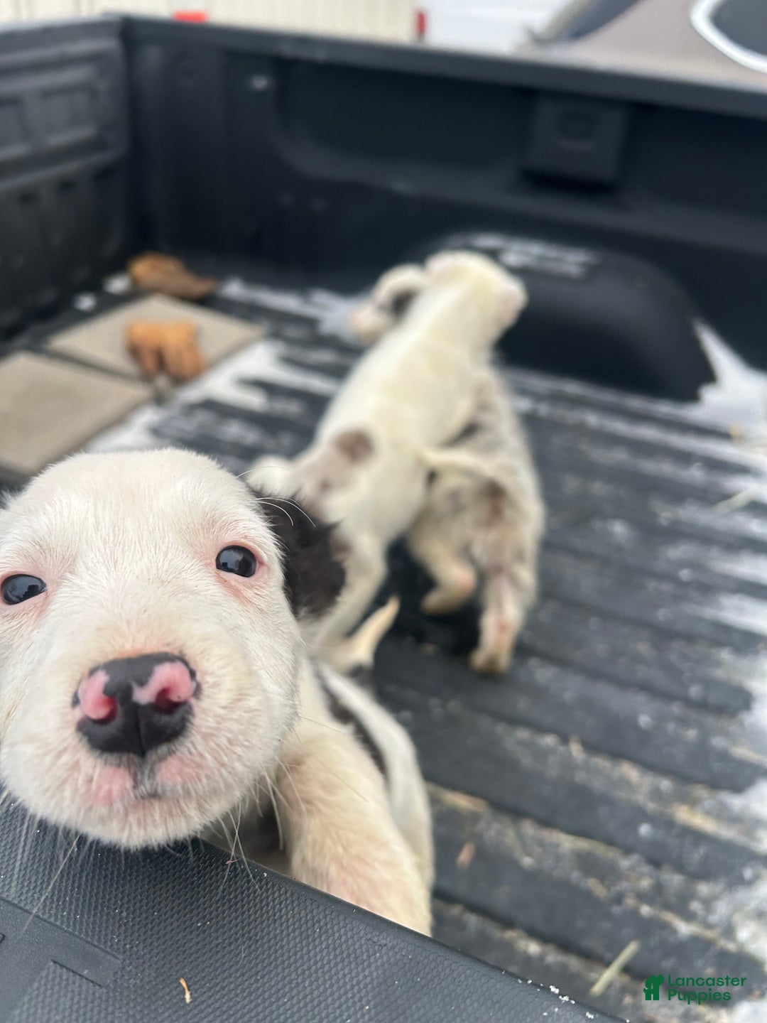 Border Collie dogs for sale: Border Collie Puppy 3 - Ad 3