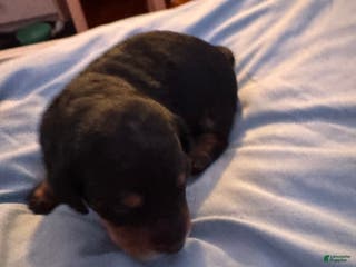 Dachshund dogs Dachshund Puppy 3 (Ember) - Ad 41