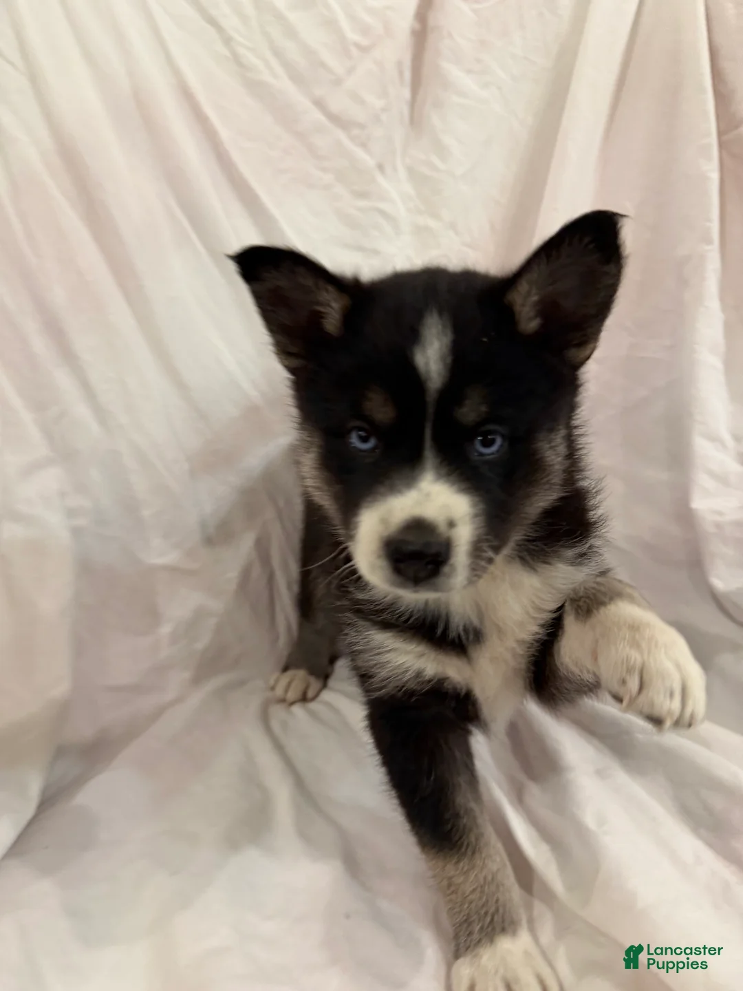 Pomsky dogs for sale: Blue - Ad 2