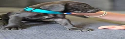 Mixed Breed dogs for sale: Blue - Ad 8