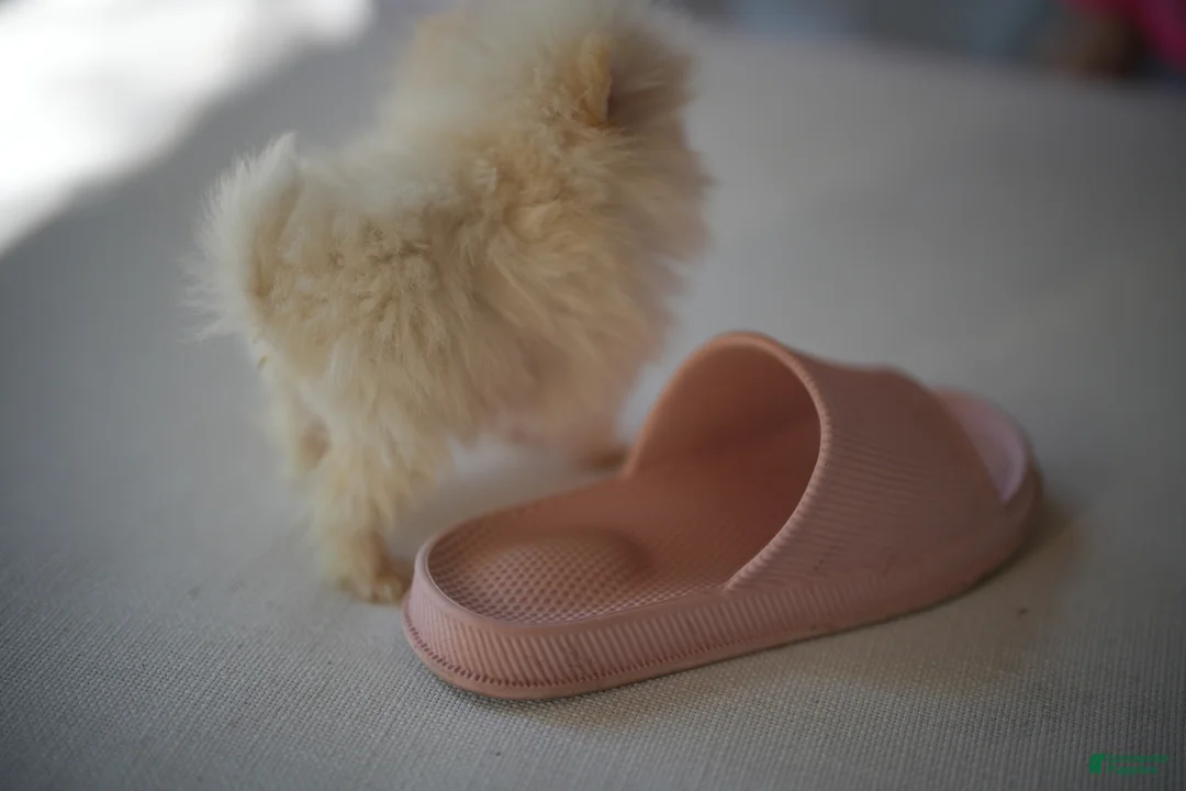 Pomeranian dogs for sale: Pomeranian Puppy 1 - Ad 2