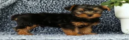Yorkshire Terrier dogs for sale: Zane - Ad 2