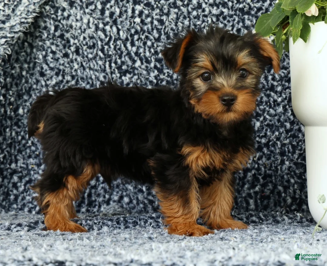 Yorkshire Terrier dogs for sale: Zane - Ad 2