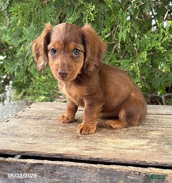 Dachshund dogs Aerie - Ad 2