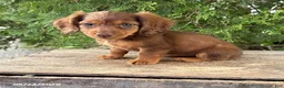 Dachshund dogs for sale: Aerie - Ad 2
