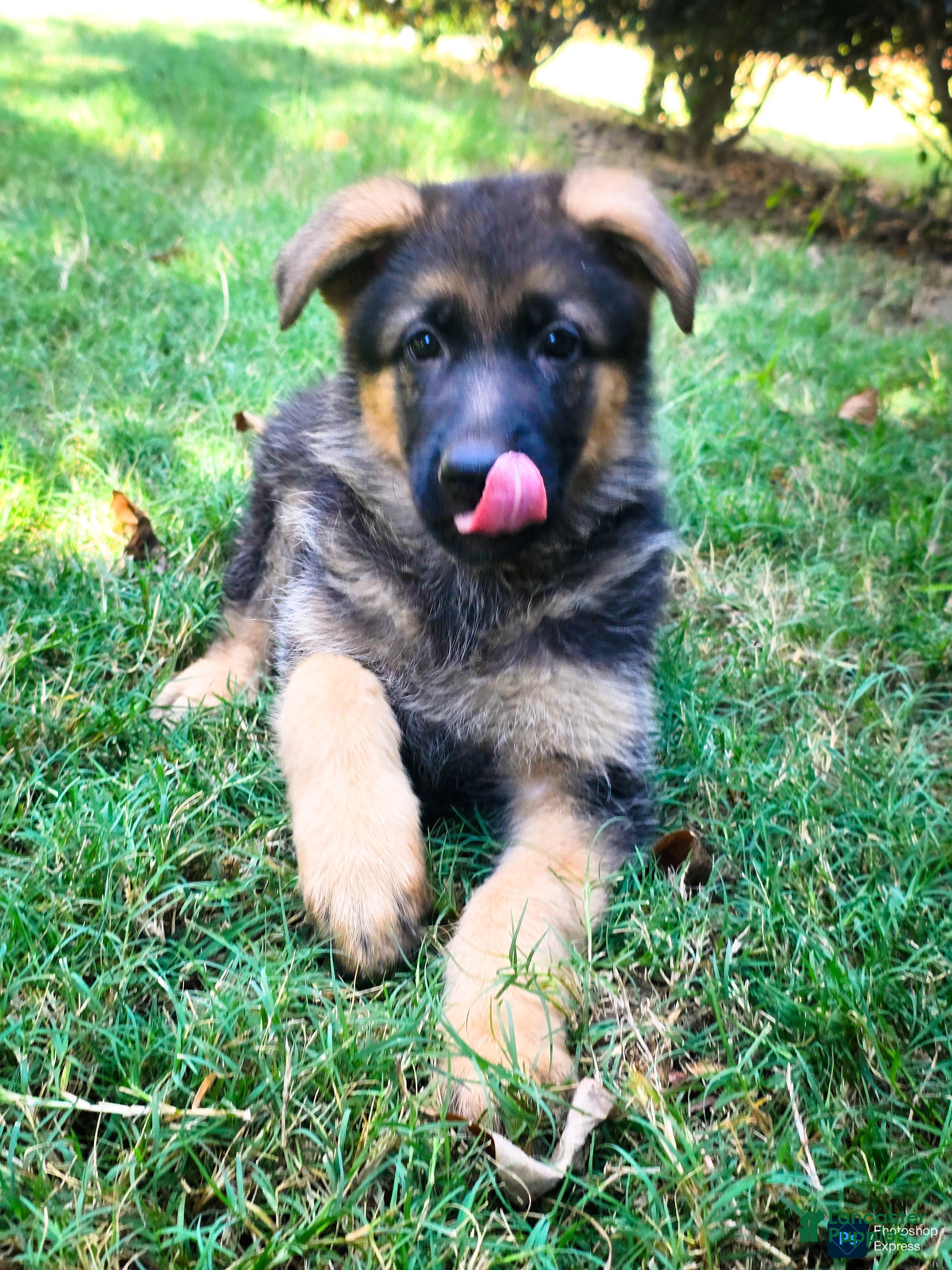German Shepherd dogs German Shepherd Puppy 2 - Ad 26