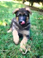 German Shepherd Puppy 2