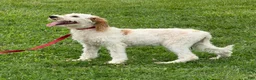 Labradoodle dogs for sale: Patty - Ad 2