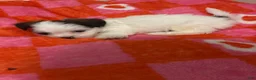 Malshi dogs for sale: Lella - Ad 1
