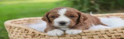 Cavapoo dogs for sale: Blaise Cavapoo  - Ad 23