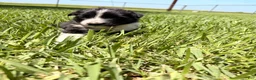 Mixed Breed dogs for sale: Savannah - Ad 6