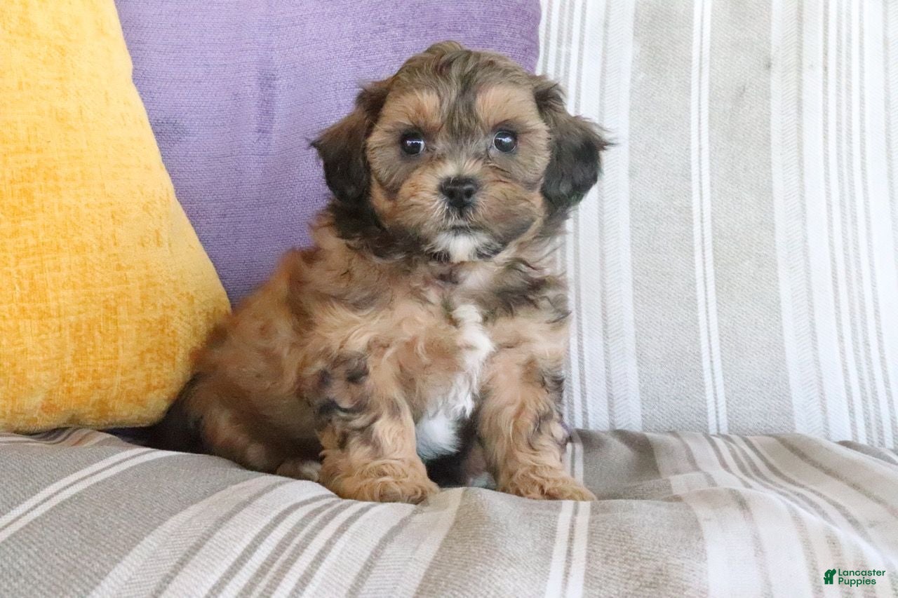 Shihpoo dogs Sammy - Ad 2