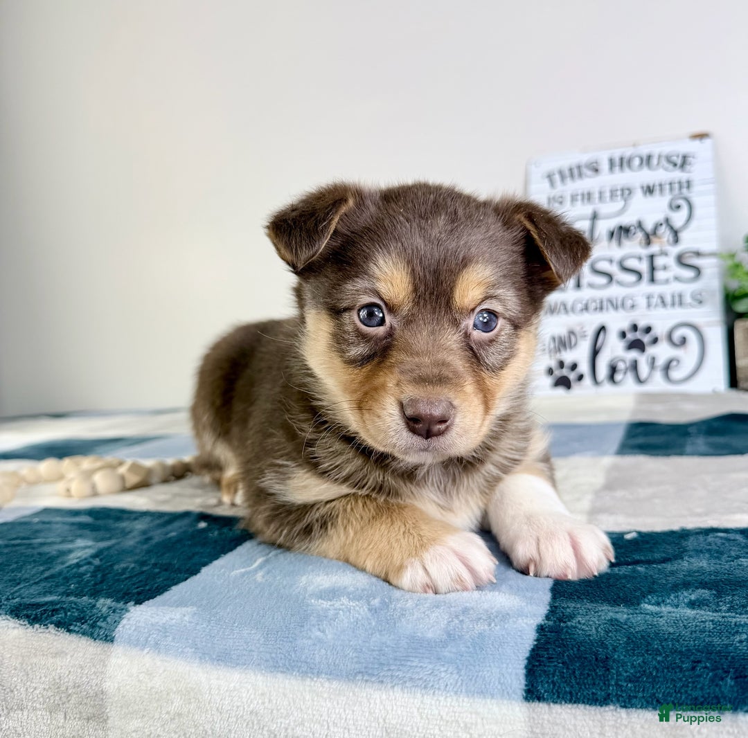 Mixed Breed dogs for sale: Paige  - Ad 2