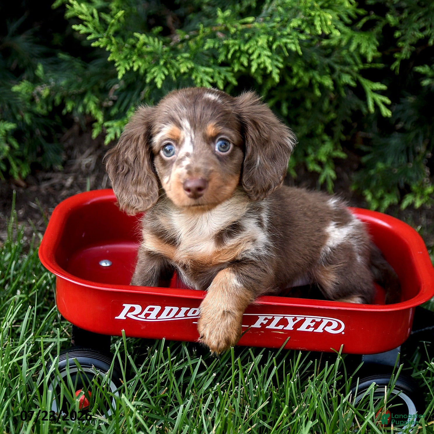 Miniature Dachshund dogs Ike - Ad 1