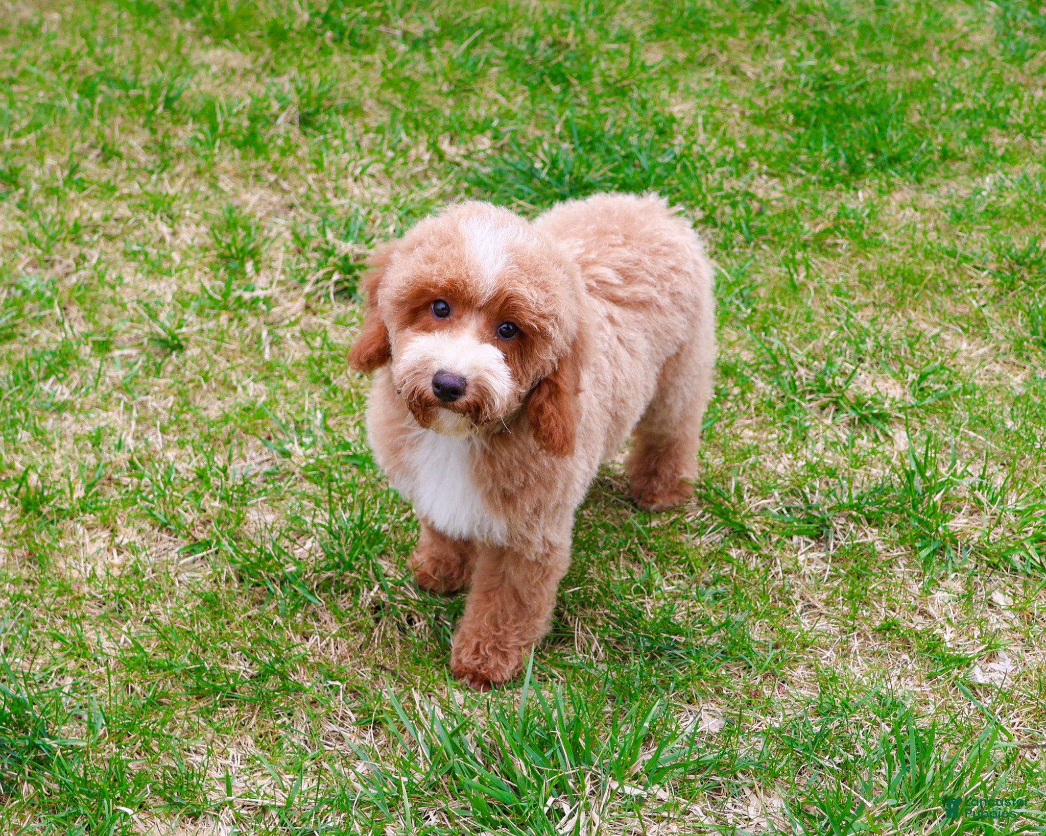 Miniature Poodle dogs Rhett  - Ad 1