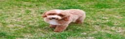 Miniature Poodle dogs for sale: Rhett  - Ad 1