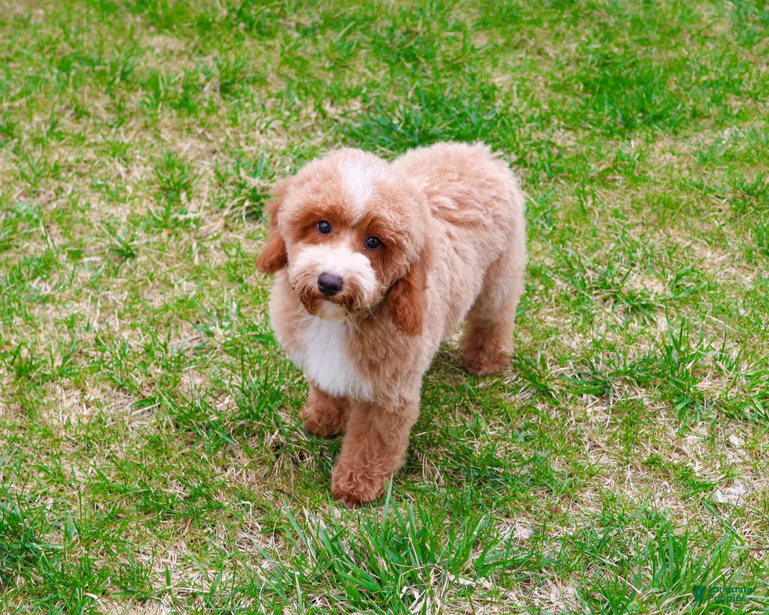 Miniature Poodle dogs for sale: Rhett  - Ad 1