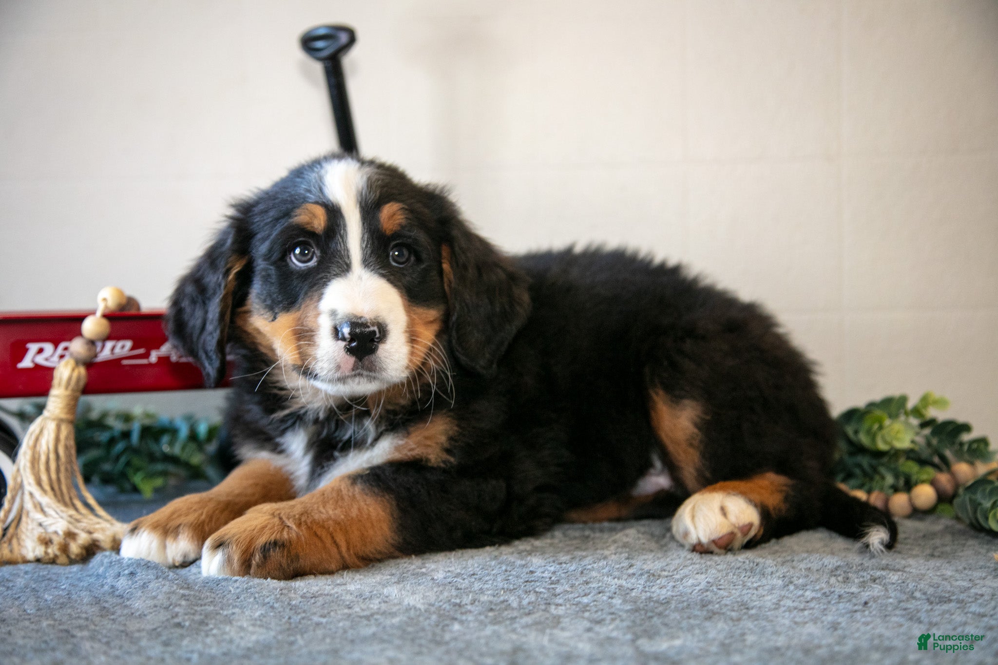 Bernese Mountain Dog dogs Simon - Ad 2