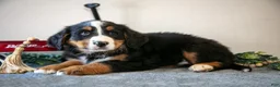 Bernese Mountain Dog dogs for sale: Simon - Ad 2