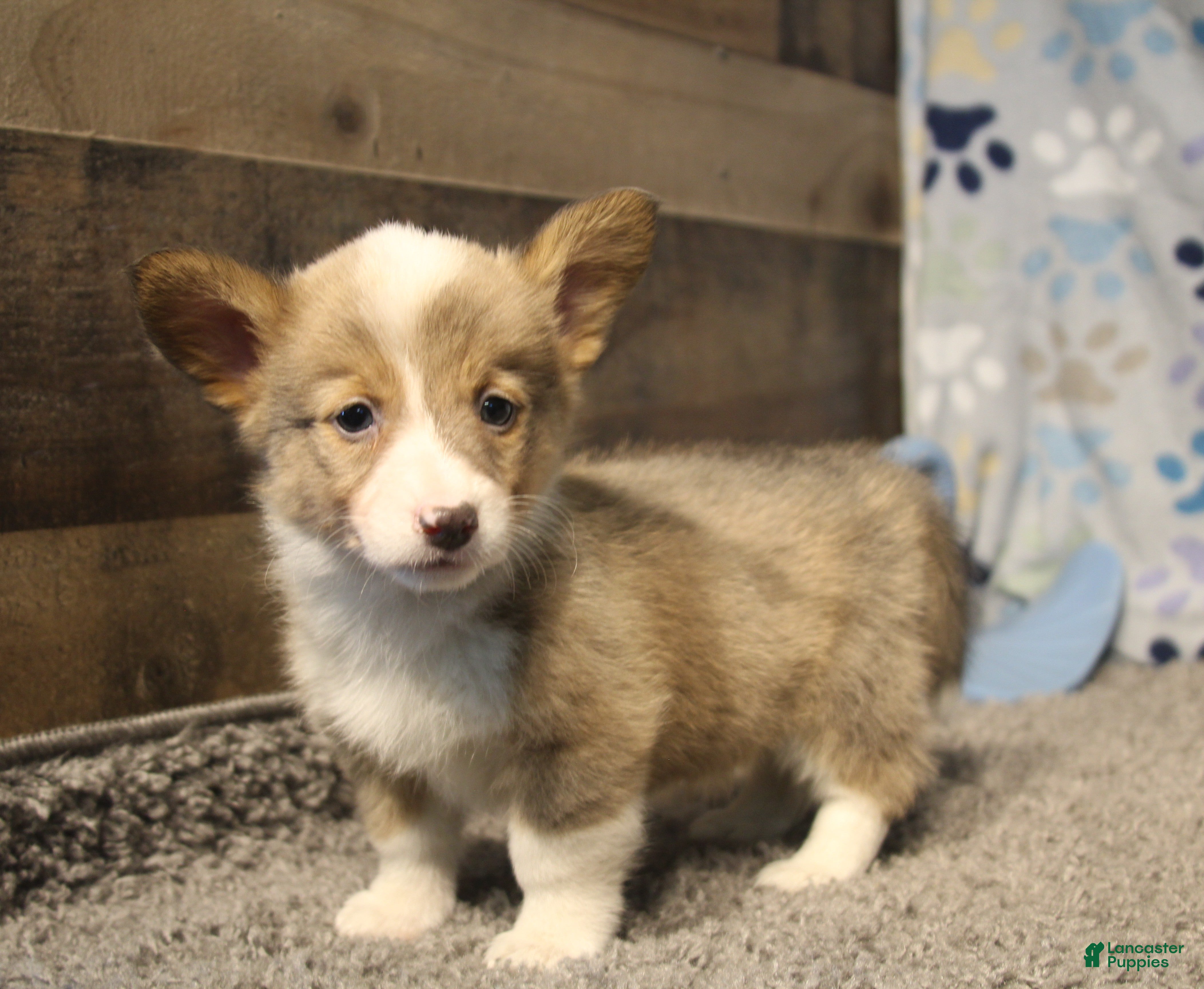 Welsh Corgi Pembroke dogs for sale: Dani - Ad 11