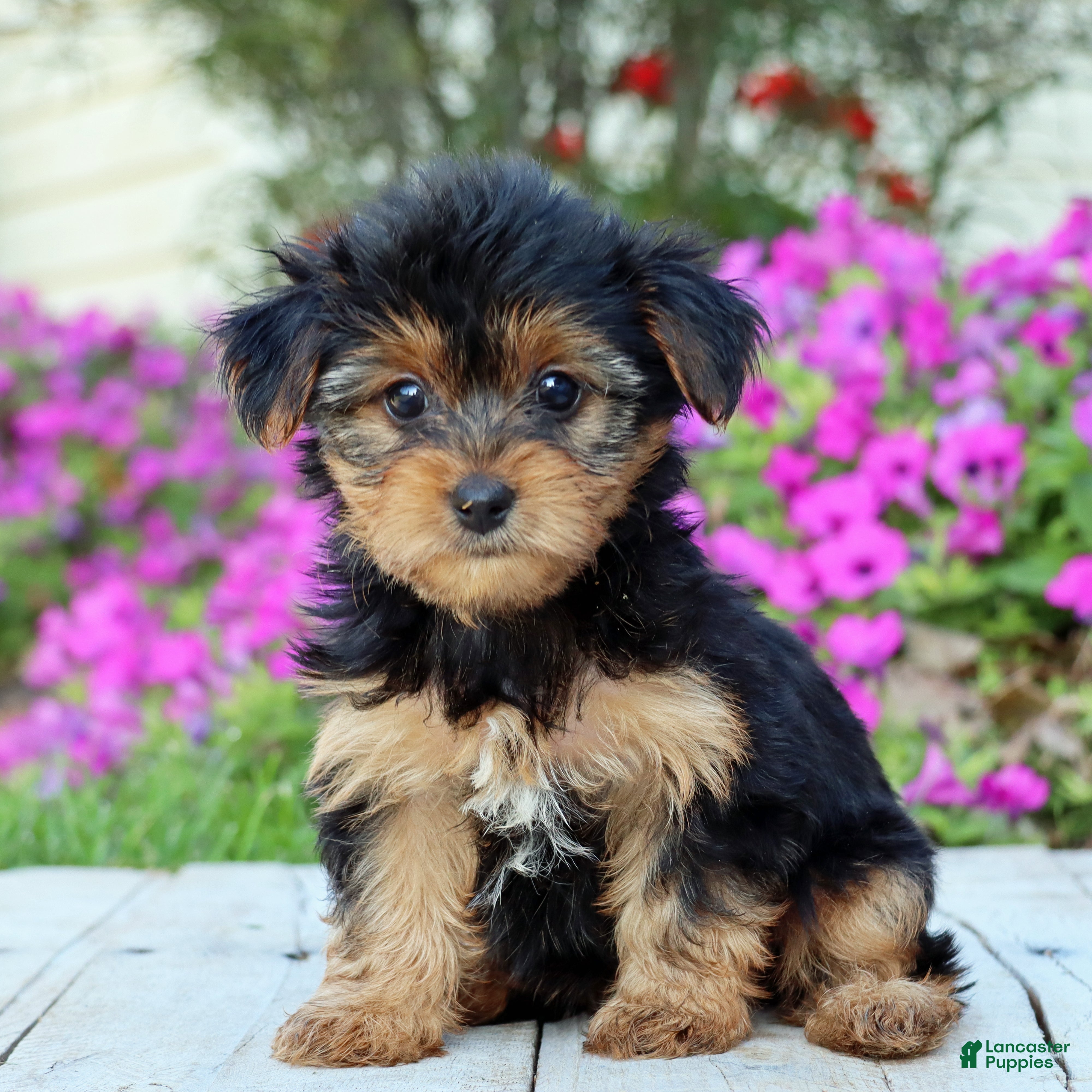 Yorkshire Terrier dogs Lulu - Ad 1