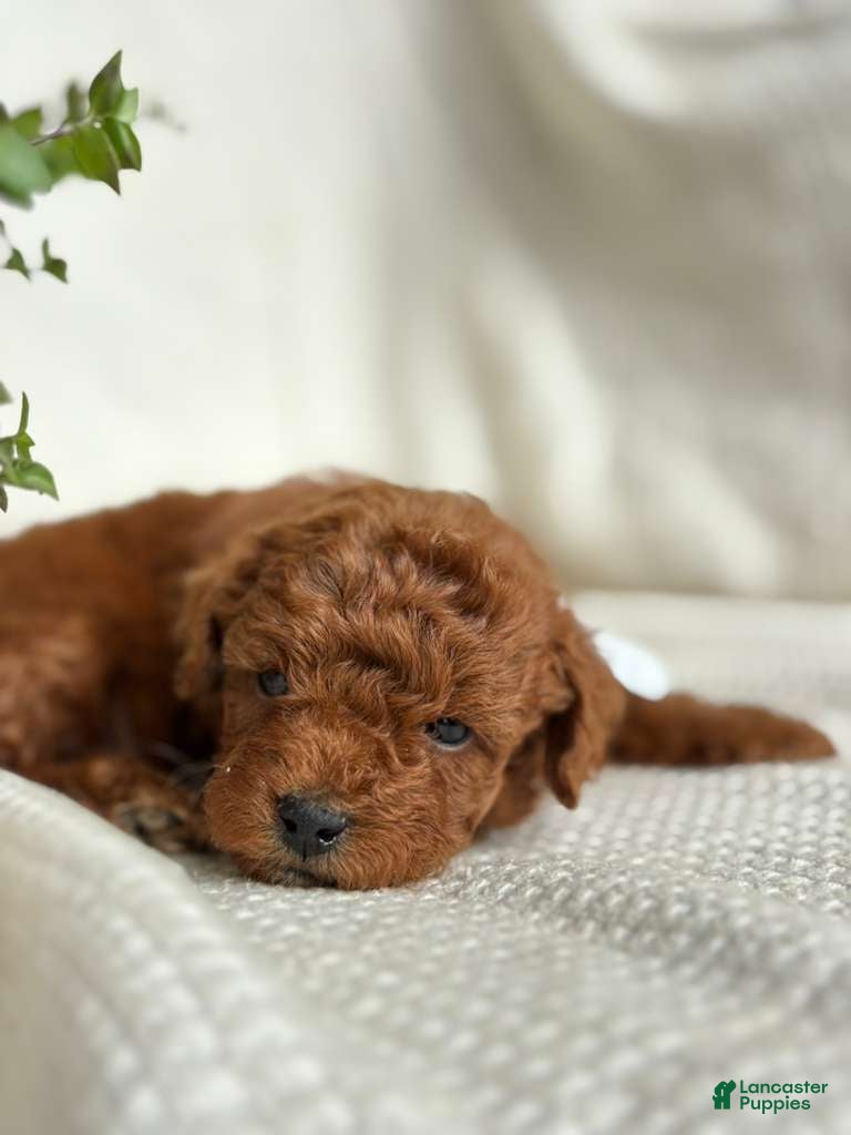 Mini Goldendoodle dogs Mini Goldendoodle 4 - Ad 2