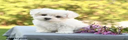Maltese dogs for sale: London - Ad 3