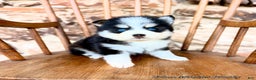 Pomsky dogs for sale: Zephyr - Ad 2