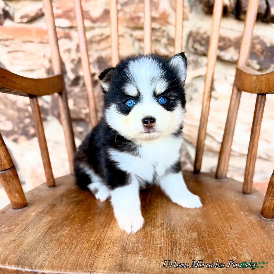 Pomsky dogs for sale: Zephyr - Ad 2