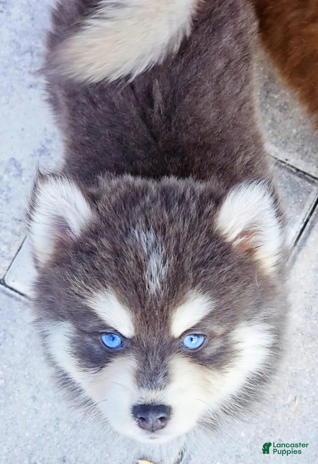 Pomsky dogs for sale: Blue Cloud - Ad 2