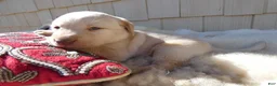 Labrador Retriever dogs for sale: Labrador Retriever 1 Daffiadil - Ad 3