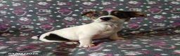 Jack Russell Terrier dogs for sale: Daisy - Ad 3