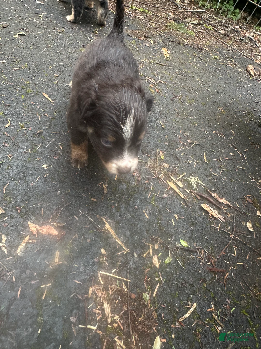 Miniature Australian Shepherd dogs for sale: Fred - Ad 1