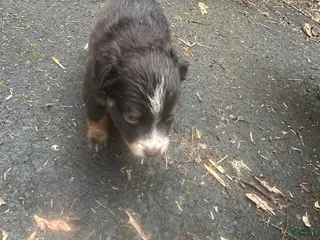 Miniature Australian Shepherd dogs Fred - Ad 4