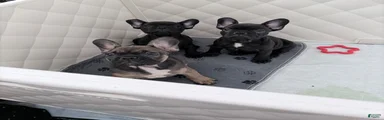 French Bulldog 2