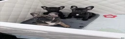 French Bulldog dogs for sale: French Bulldog 2 - Ad 1