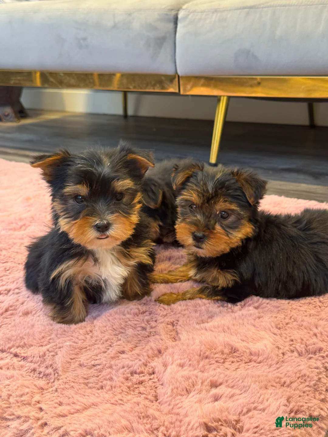 Yorkshire Terrier dogs for sale: Jessie - Ad 2