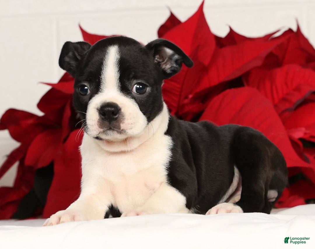 Boston Terrier dogs for sale: Jody - Ad 2