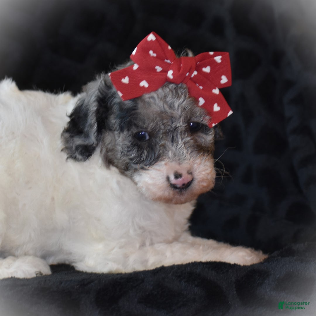 Miniature Poodle dogs for sale: Zoe - Ad 9