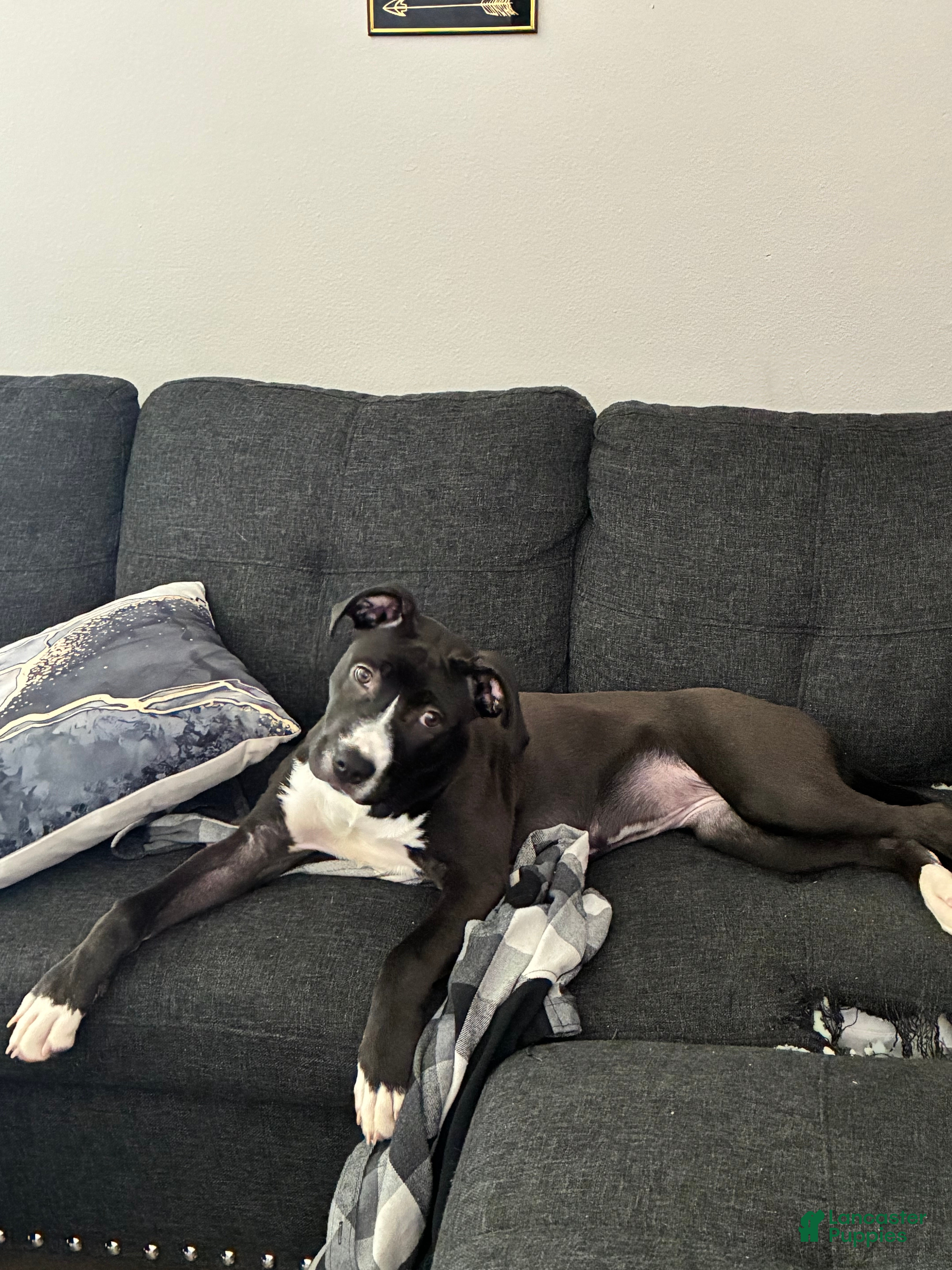 American Staffordshire Terrier dogs for sale: American Staffordshire Terrier Puppy 1 - Ad 1