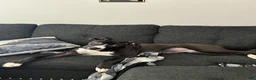 American Staffordshire Terrier dogs for sale: American Staffordshire Terrier Puppy 1 - Ad 1